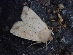 Orthosia lizetta