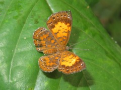 Parvospila lucianus