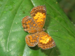 Parvospila lucianus