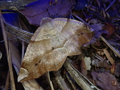 Endropiodes indictinaria