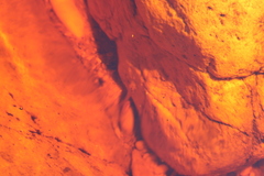 Heleophryne purcelli