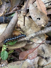 Doleschallia bisaltide australis