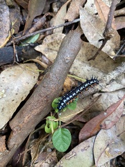 Doleschallia bisaltide australis