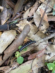 Doleschallia bisaltide australis