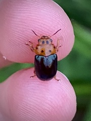 Platymela sticticollis