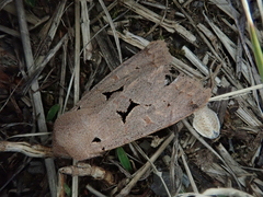Orthosia carnipennis