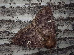 Hypersypnoides astrigera