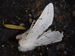 Spilosoma punctaria