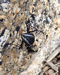 Stenocara gracilipes