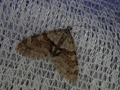 Trichopteryx terranea