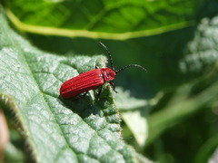 Lopheros rubens