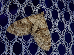 Trichopteryx terranea