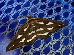 Garaeus mirandus