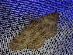 Hypomecis punctinalis conferenda