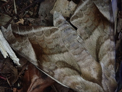 Acosmeryx naga