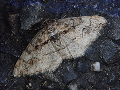 Pseuderannis lomozemia