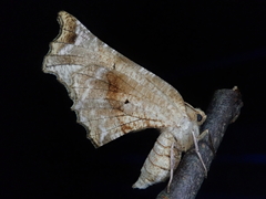 Selenia sordidaria