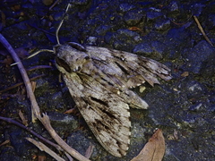 Kentrochrysalis consimilis