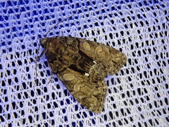 Chytonix subalbonotata