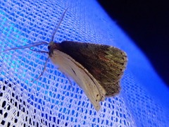 Dindica virescens