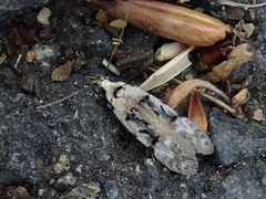 Altenia inscriptella