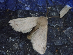 Orthosia fausta