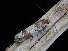 Retinia cristata