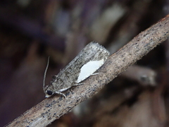 Statherotmantis shicotana