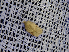 Acleris affinatana