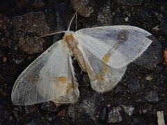 Macrocilix mysticata watsoni