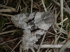 Orthosia satoi