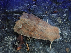 Orthosia odiosa