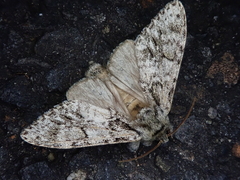 Pheosiopsis olivacea