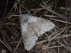 Calliteara pseudabietis