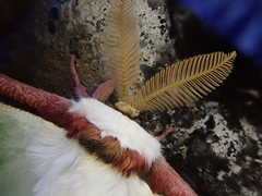 Actias aliena aliena