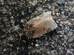 Acleris nigriradix