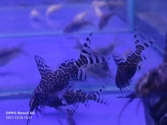 Synodontis eupterus