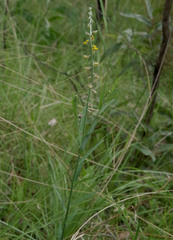 Crotalaria montana angustifolia
