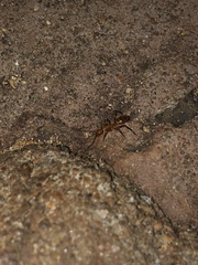 Camponotus variegatus