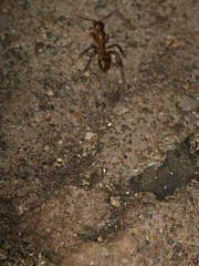 Camponotus variegatus