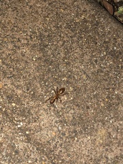 Camponotus variegatus