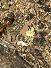 Camponotus variegatus