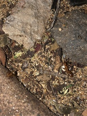 Camponotus variegatus