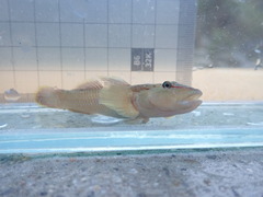 Rhinogobius candidianus
