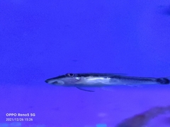 Otocinclus
