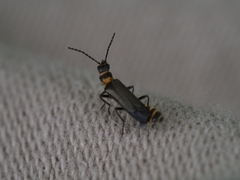 Chauliognathus kershawi