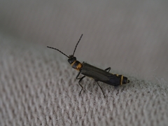 Chauliognathus kershawi