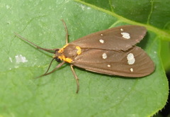 Dysauxes famula