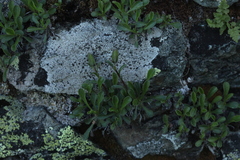 Campanula tridentata biebersteiniana