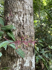 Ardisia sanguinolenta
